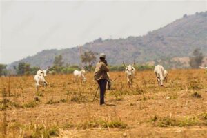 Settle herders with grazing reserves – Miyetti Allah tells Governors